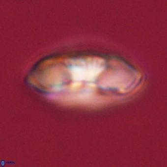 Mulleria tuzuniorum 68099