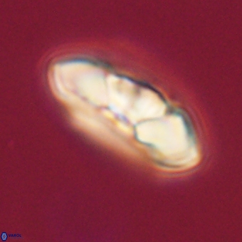 Mulleria tuzuniorum 68090