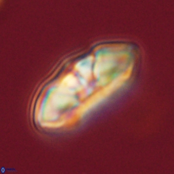 Mulleria tuzuniorum 68091