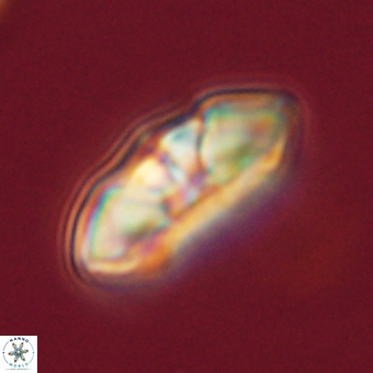 Mulleria tuzuniorum 68091