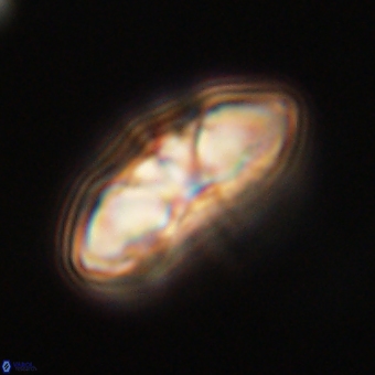 Mulleria tuzuniorum 68092