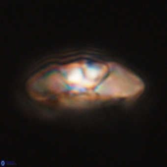 Mulleria tuzuniorum 68093