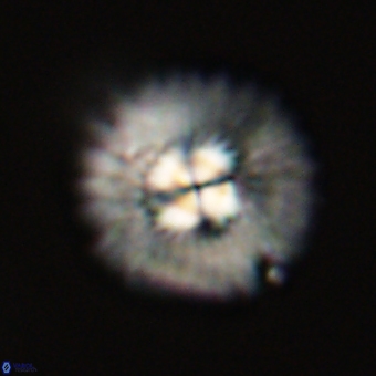 Mulleria tuzuniorum 68104