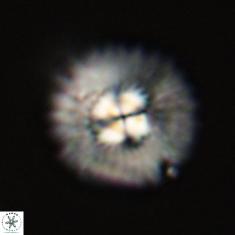Mulleria tuzuniorum 68104