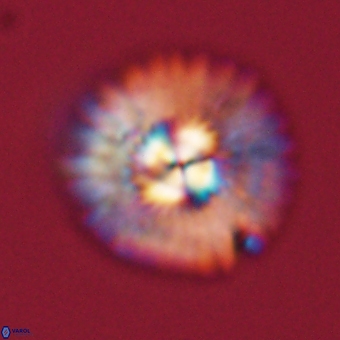 Mulleria tuzuniorum 68105