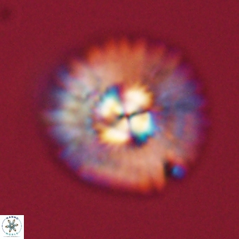 Mulleria tuzuniorum 68105