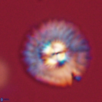 Mulleria tuzuniorum 68101