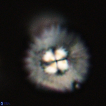 Mulleria tuzuniorum 68103