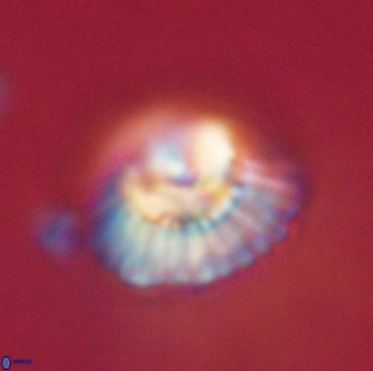 Mulleria tuzuniorum 62040