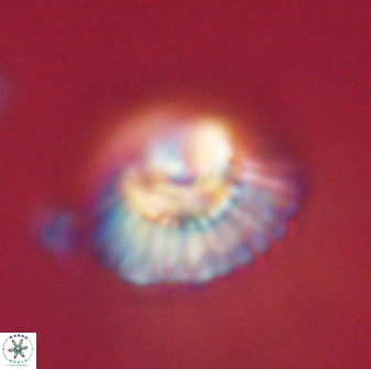Mulleria tuzuniorum 62040