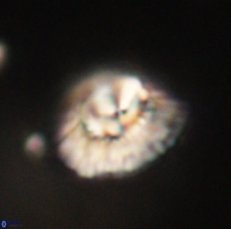 Mulleria tuzuniorum 62041