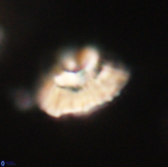 Mulleria tuzuniorum 62042