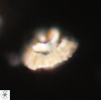 Mulleria tuzuniorum 62042