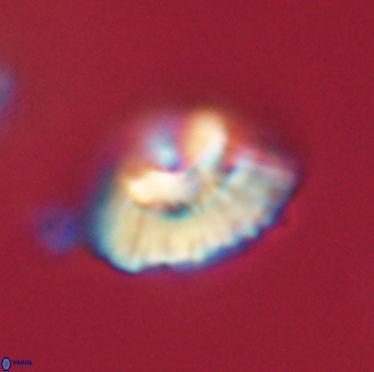 Mulleria tuzuniorum 62043