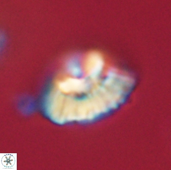 Mulleria tuzuniorum 62043