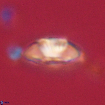 Mulleria tuzuniorum 62058