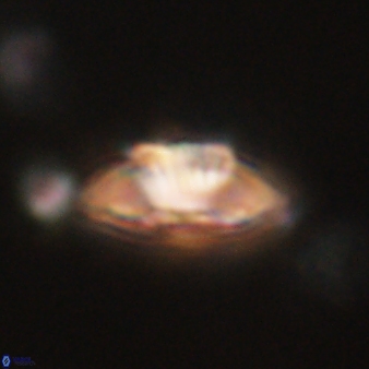 Mulleria tuzuniorum 62059