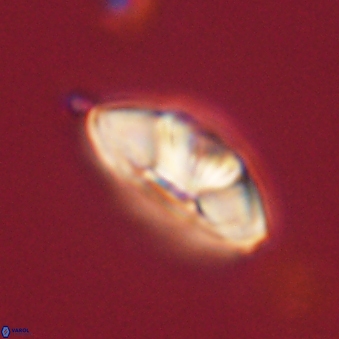 Mulleria tuzuniorum 62066