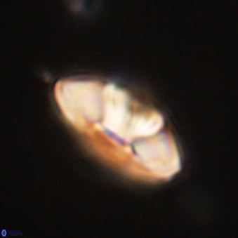 Mulleria tuzuniorum 62067