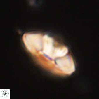 Mulleria tuzuniorum 62067
