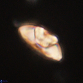 Mulleria tuzuniorum 62068