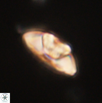 Mulleria tuzuniorum 62068