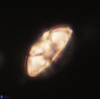 Mulleria tuzuniorum 62060