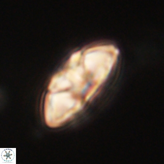 Mulleria tuzuniorum 62060
