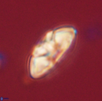 Mulleria tuzuniorum 62061