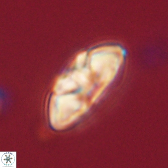 Mulleria tuzuniorum 62061