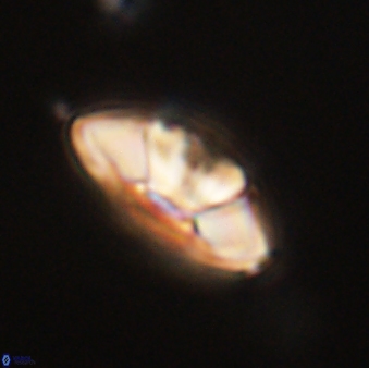 Mulleria tuzuniorum 62063