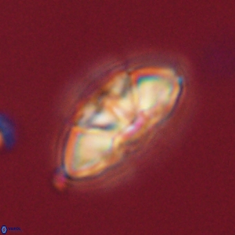 Mulleria tuzuniorum 62074