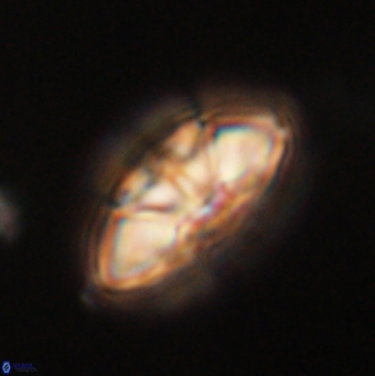 Mulleria tuzuniorum 62075