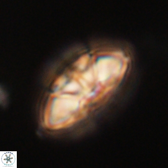 Mulleria tuzuniorum 62075