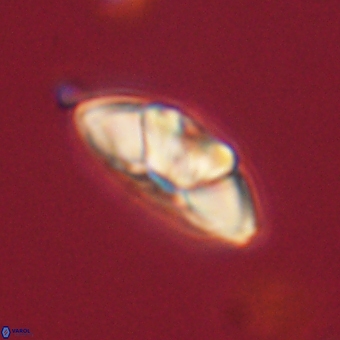 Mulleria tuzuniorum 62070