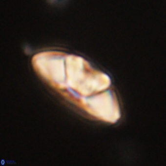 Mulleria tuzuniorum 62071