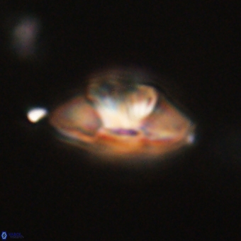 Mulleria tuzuniorum 62072