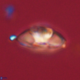 Mulleria tuzuniorum 62073