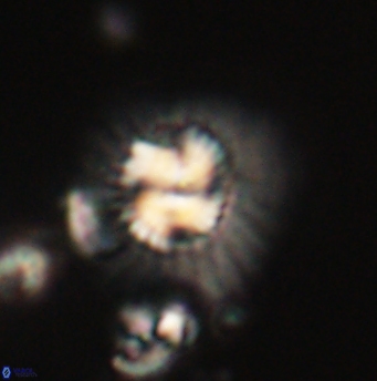 Mulleria tuzuniorum 62085