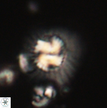 Mulleria tuzuniorum 62085