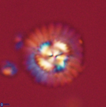 Mulleria tuzuniorum 62087