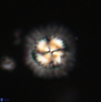 Mulleria tuzuniorum 62088