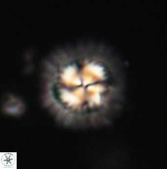 Mulleria tuzuniorum 62088