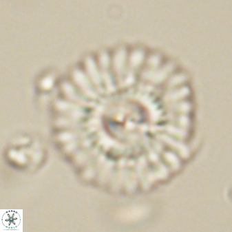 Mulleria tuzuniorum 62094