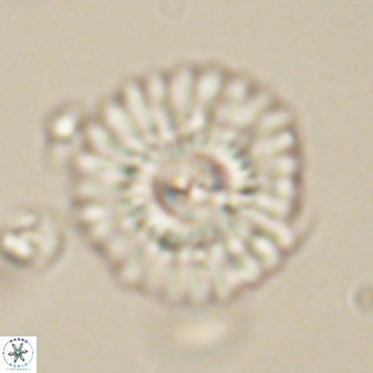 Mulleria tuzuniorum 62095