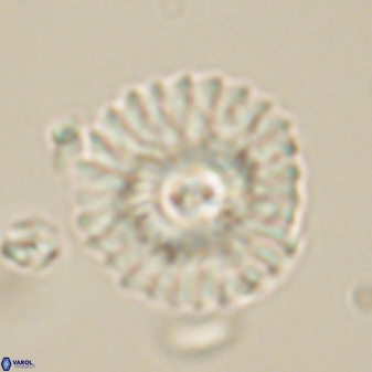 Mulleria tuzuniorum 62096