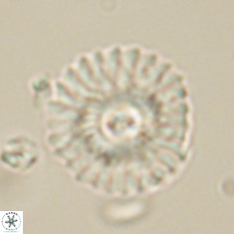 Mulleria tuzuniorum 62096