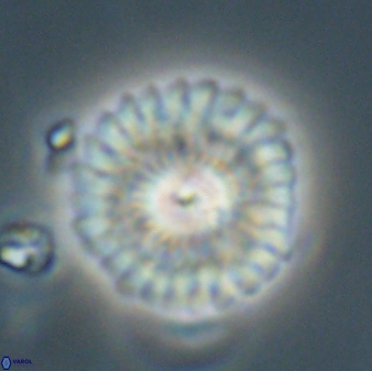 Mulleria tuzuniorum 62097