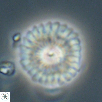 Mulleria tuzuniorum 62097