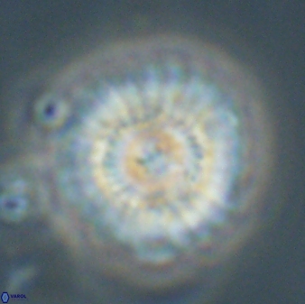 Mulleria tuzuniorum 62099